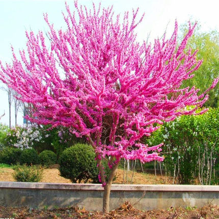  『名贵』比黄金名贵的6种花卉，种在阳台庭院上，花香怡人令人赏心悦目