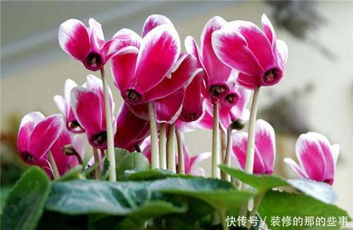 『喜欢』喜欢在家中养护花卉,就养护3种花卉,漂亮美丽,招人喜欢