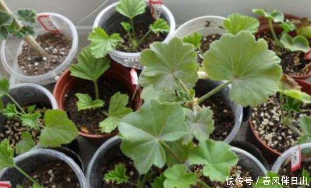  温度较低|扦插这“4种花”，不用等到春天，现在就能插活