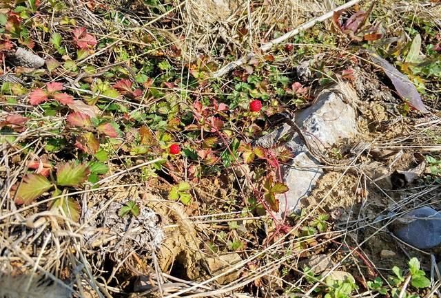  『草莓』农村草丛里的“小草莓”，老人说蛇爬过有毒不能吃，是真的吗？