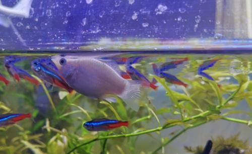  新花样■老古董的玛丽鱼如何玩出新花样？趣谈“集邮式养鱼法”