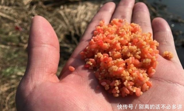 『野钓的难易』到底是玩黑坑难度大,还是野钓更容易?