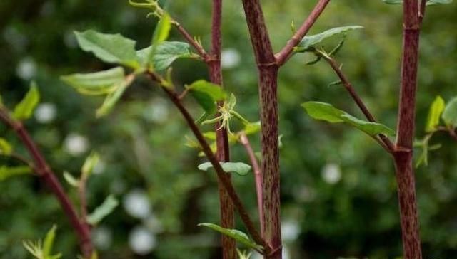  【当做】有一种野草，孩子们经常当做零食时，如今价格不便宜