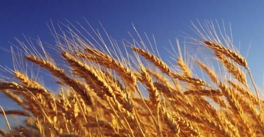  事件：一场500年前的生物入侵事件，竟让中国成为人口最多国家