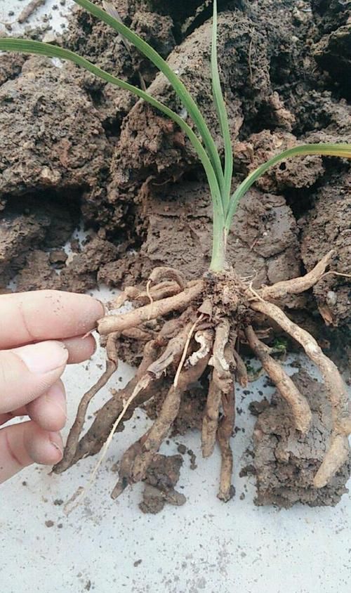  『盆土』怀疑人生了，养护一年的兰花总是僵苗不见长，脱盆以后发现小秘密