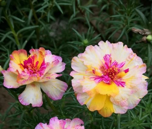  「枝条」太阳花枝条经常长白色虫子，捏死一批又长一批，有好办法吗？