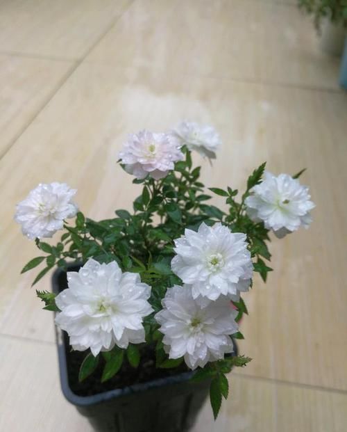  「花卉」这几款花卉，养在家中幽香四溢，花色鲜艳花期长，迎风飘香