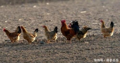  [喂养]养鸡，到底是用玉米喂好？还是用稻谷喂出来的好？养殖户