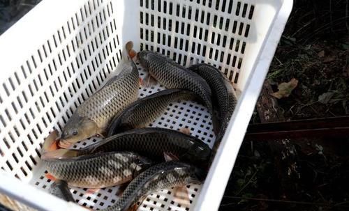  「夜晚」黄河边家家养大鲤鱼，喂“中药”饲料，夜晚2小时巡塘一