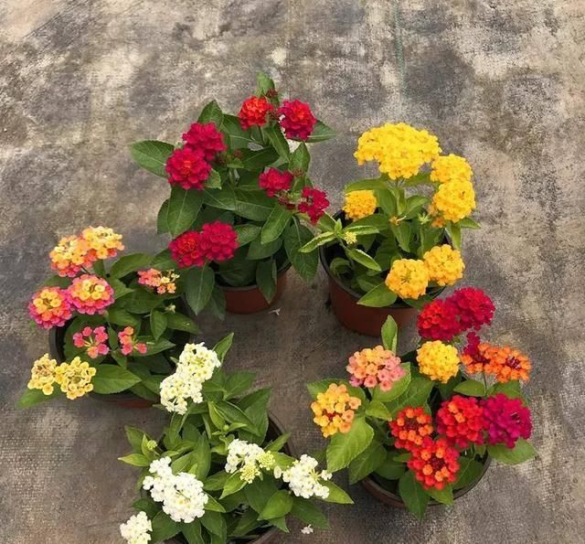  [自带臭味]这4种花长得真漂亮，但是浑身带臭味！你愿意种吗？