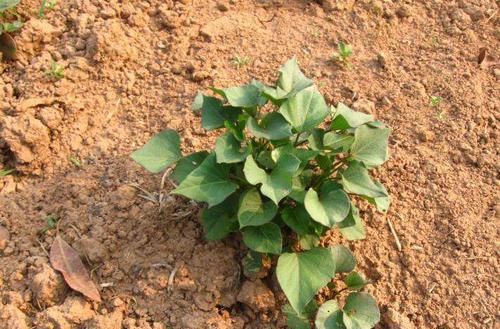  #红薯#农村地瓜高产种植技术，用它做肥料，长出的红薯个大光滑漂亮