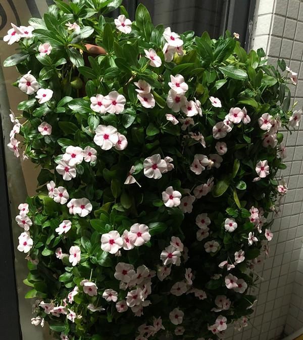 『室内』天天有花开,好看又好养,室内也能种,这种盆栽植物,很值得拥有