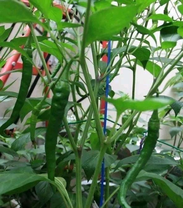  蔬菜@阳台上种了4种蔬菜。整个夏天你都不买蔬菜。你可以一个接一个地吃。绿色健康