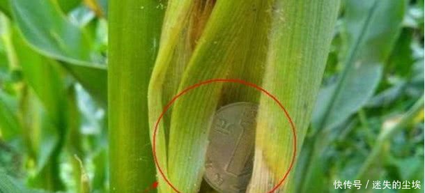 农村女子收玉米，无意间发现一个硬币，紧接着还意外发现百元大钞