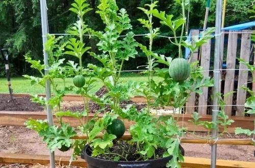  『品种』14种盆栽水果植物，谁说阳台只能种菜种花？
