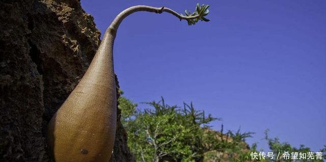 中国引进一种很神奇的树, 可储存12吨的水, 却被其他国家当做笑话