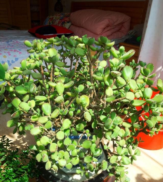  『养盆萌萌』养盆萌萌的熊童子,做好这几点,猛蹿侧芽,变“熊树”