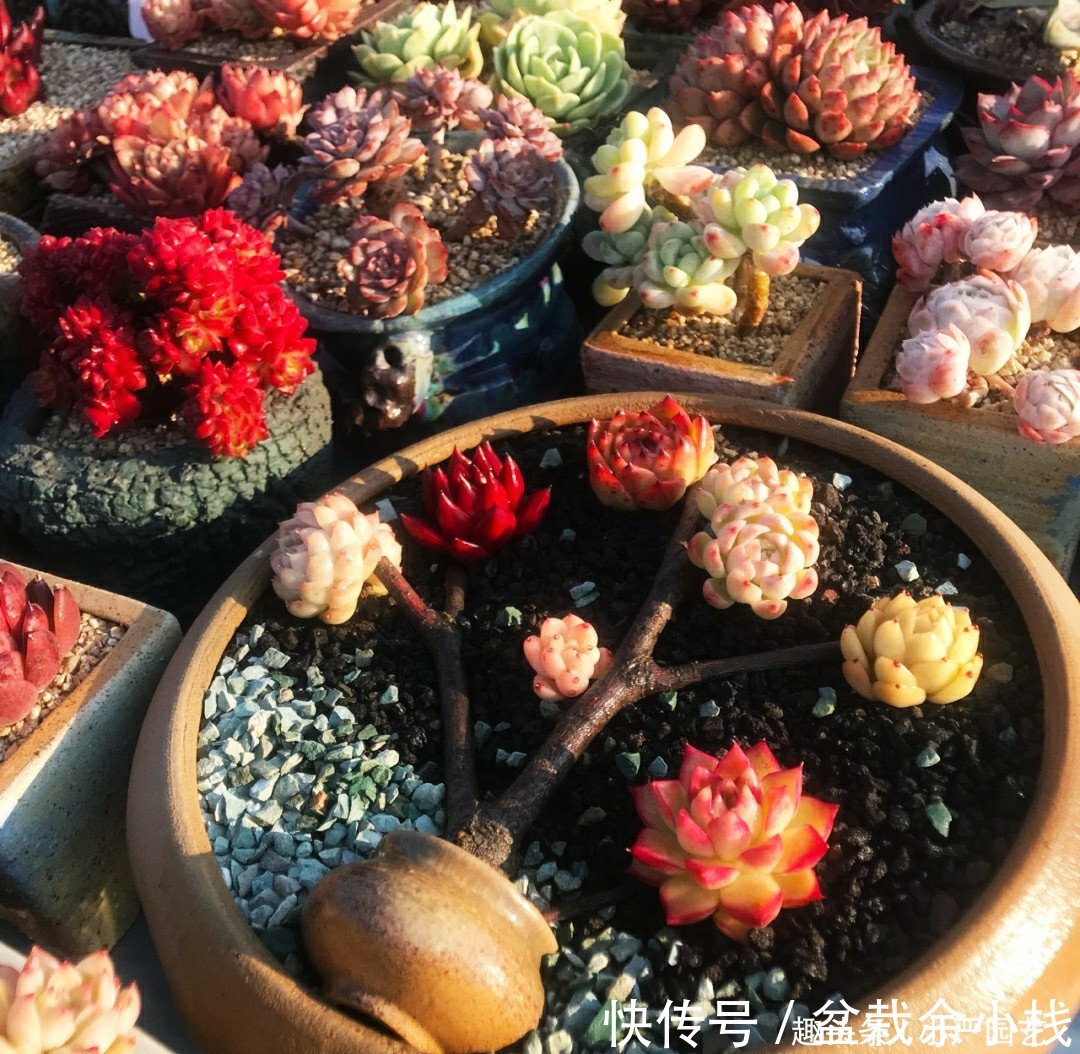 过量:多肉叶片干瘪就要浇水?小心它死于“浇水过量”