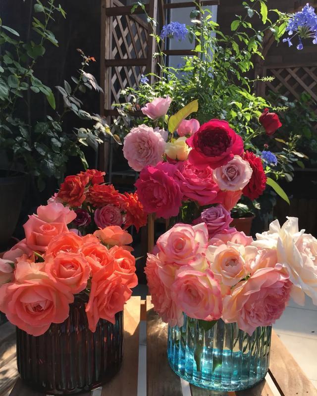  #图片作者#有一颗爱花的心，就算只有个封闭小阳台，也能养出一片花海！