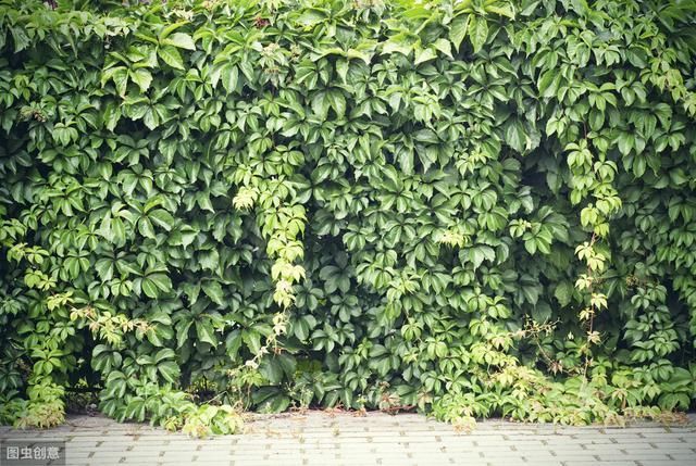  劣势■爬山虎在农村非常多见，为啥这几年种植的少了，老农说出
