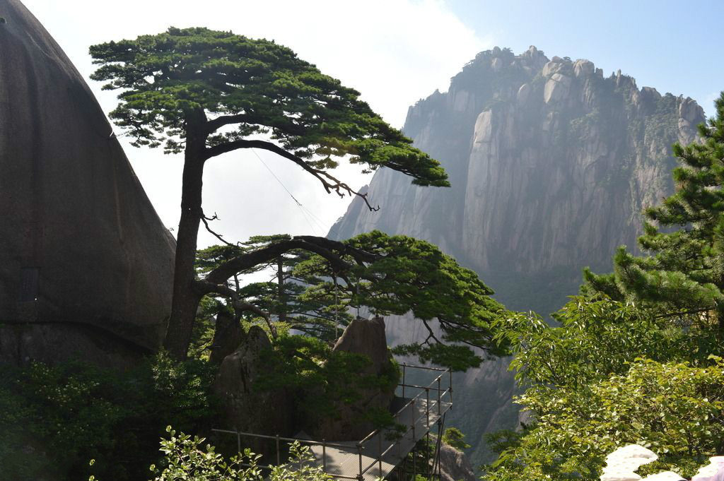 世界最厉害十棵树:四棵在华夏,价值无法估量,1棵是李世民栽种