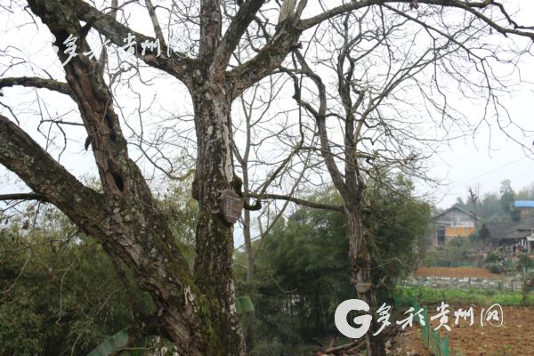 沿河洪渡镇皂角村:一个深度贫困村的变迁