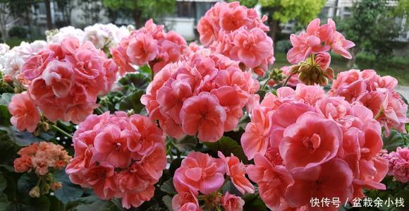 『要施肥』立夏过后,4种花进入“盛花期”,水肥及时跟上,夏天开到秋天