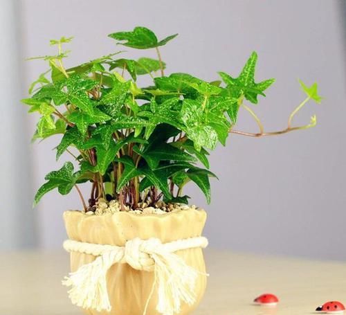  株形优美■适合摆在家里的植物，净化空气还美观，超实用