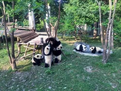 到成都吃什么？玩什么？——成都旅游攻略