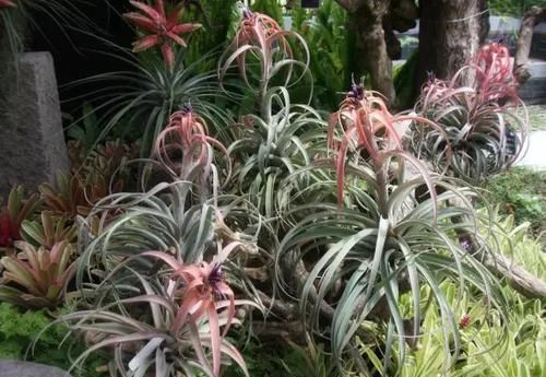  附生植物：植物能“自由”成什么样？教你几种“不要土”的附生植物...