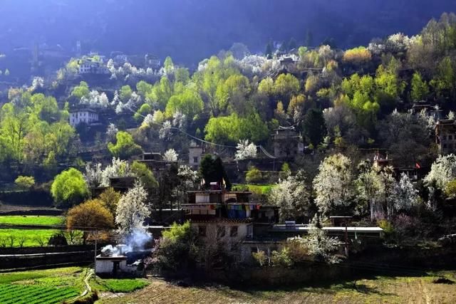 2019年，去林芝看桃花！