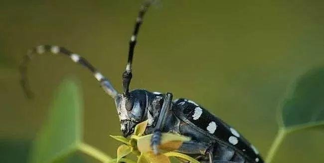 农民们头疼的害虫，农村娃娃抓来当“玩具”，如今价值却贼珍贵