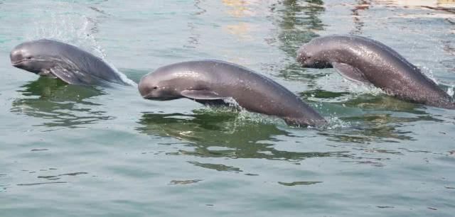  农业农村部|长江还能被治愈吗？