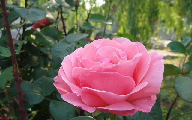  『漂亮』喜欢在家里养花,那就养盆花大色艳的,开花漂亮绚烂夺目,美极了