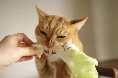  #纵容#猫咪都存在的5个“坏毛病”，主人绝不能纵容！
