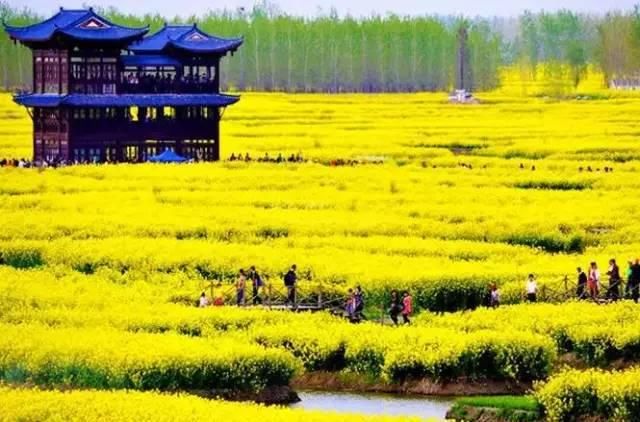 最江南的花海：惊艳不输婺源，情调不输威尼斯