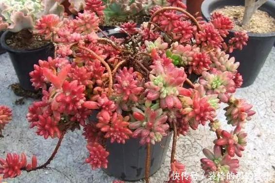 『谨记』养多肉虹之玉锦谨记''4方面'',叶片晶莹剔透,串串似葡萄