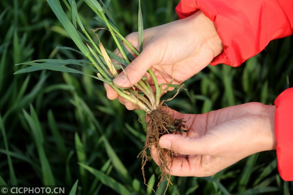  山东省|防疫不误农时 全国各地奏响春天“交响曲”