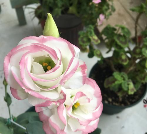  耐热■4款小花，最适合新手养，耐热又耐晒，花色美丽花期长，美爆