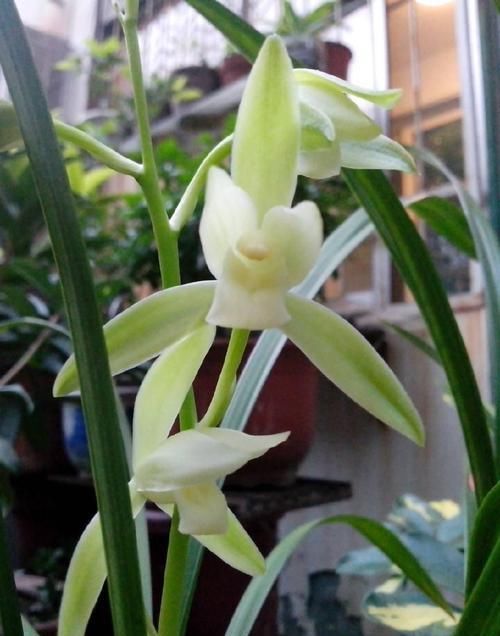  室内空气@此花寓意美好，花色鲜艳，花期长，适合家中养护观赏