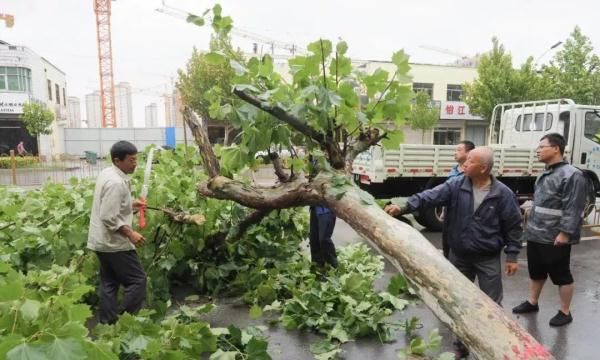 “利奇马”已过境德州，今夜我市仍有中到大雨，局部暴雨