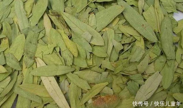  「番泻叶」农村这野草名叫“番泻叶”据说可以治疗便秘，若是见