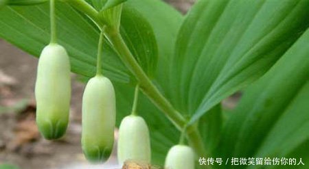 农民放弃种了大半辈子的玉米，改种它让农民的收入翻番
