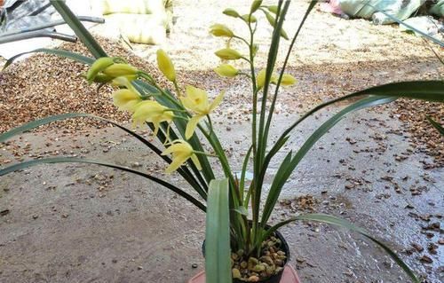  漂亮：适合养的3种花，开花漂亮爆盆简单，肉质叶片很耐旱，很好养