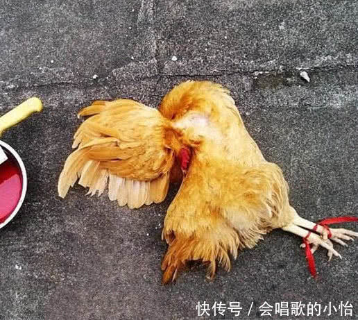 母鸡养了一年从不下蛋，大爷剖开鸡肚，鸡憋了多久的蛋也不下