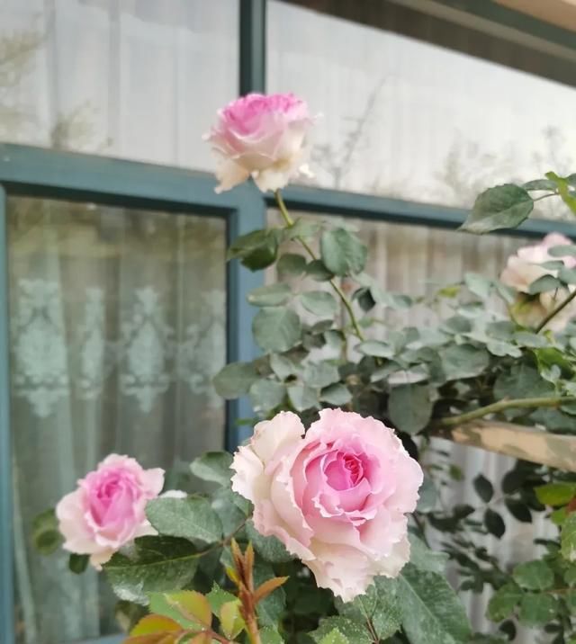  『丰花性好』狼家自育的表现到底如何，戳进来看看花友们的大实话
