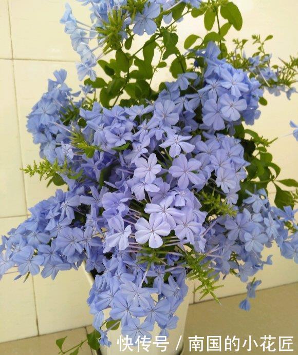 「花瓣」蓝雪花要“放养”,夏天使劲晒,“肥水”浇灌,蓝色花瓣开满墙