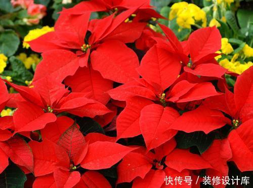  『家里』家里有这4种花赶紧扔，孩子误食会引起中毒，现在清楚不算迟