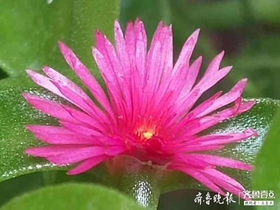  之中|绿丛之中藏点红，牡丹吊兰花开好鲜艳