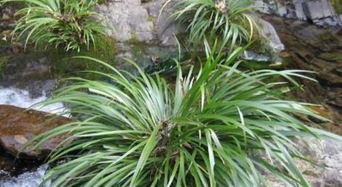  「重视」这野草，长在小溪边，是中药“珍宝”，若遇见，请重视！